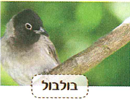 (בספר 8 תמונות, היעזר במנחה)